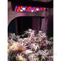 4 * 4 stopy pokrycia rdzenia LED COB Grow Light 2000w